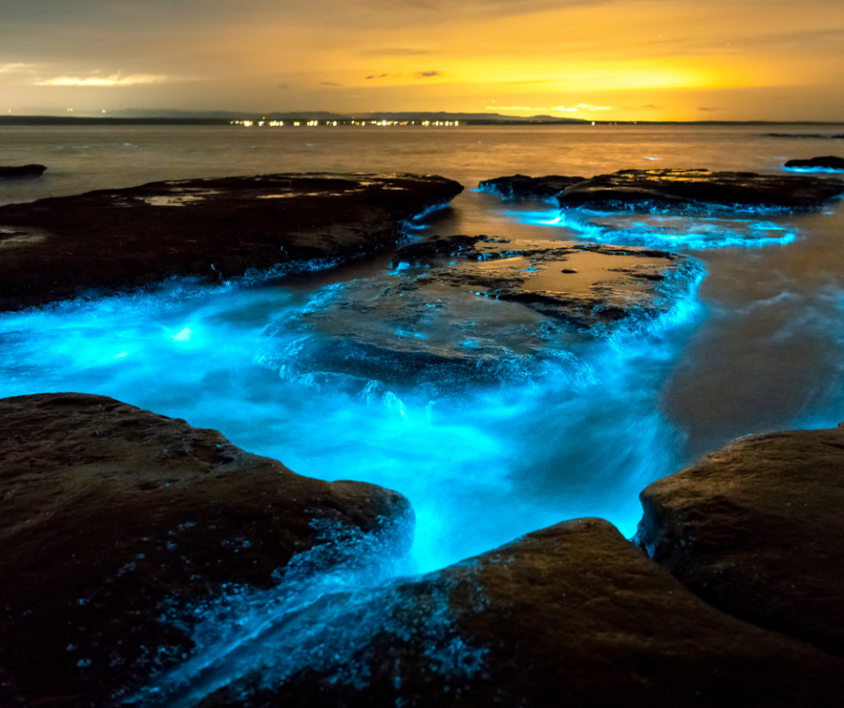 Bioluminescent Bay in Puerto Rico