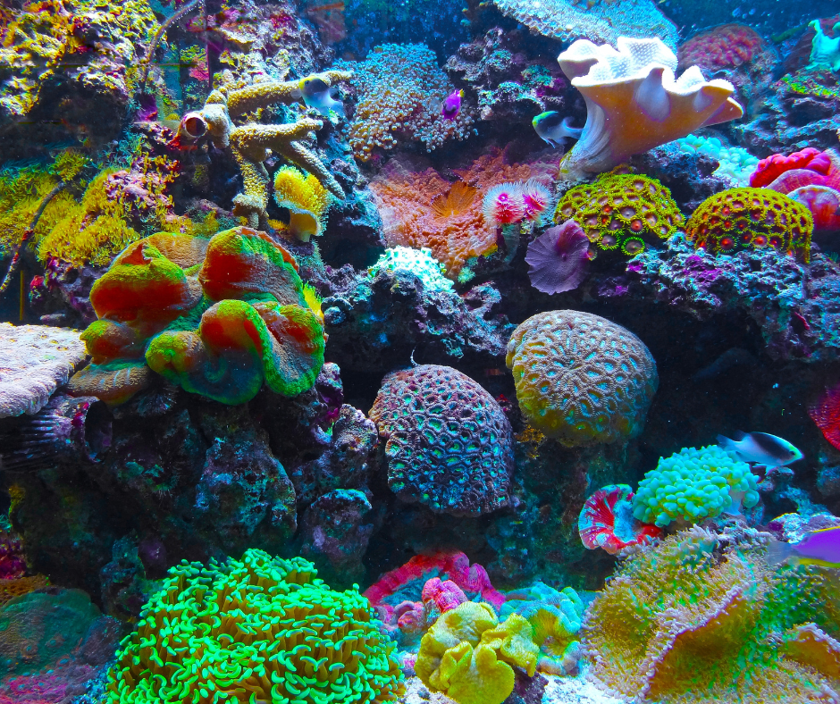 The Reef So Big You Can See It From Space