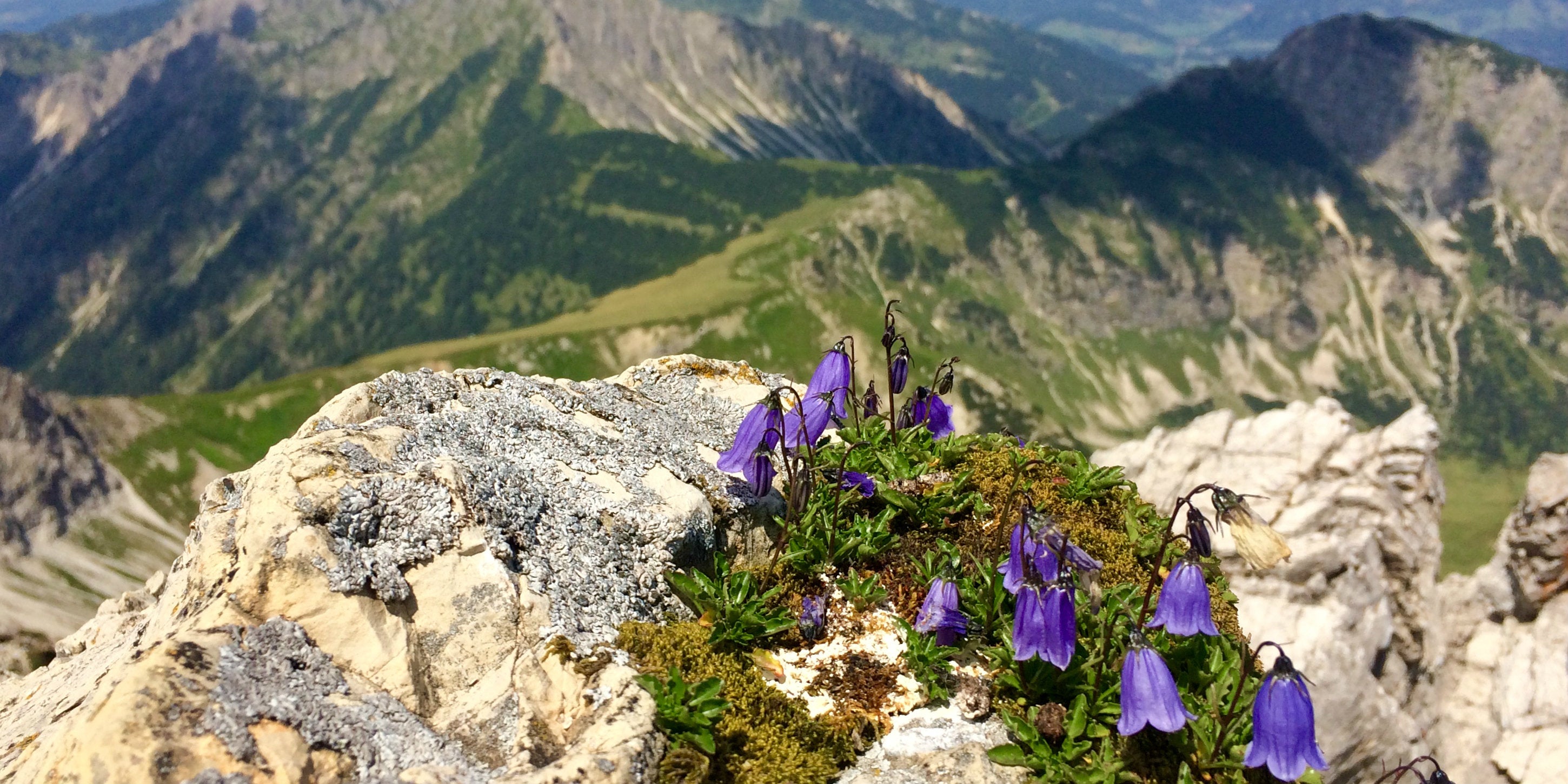 Bavaria for Your Nearest & Deer'est