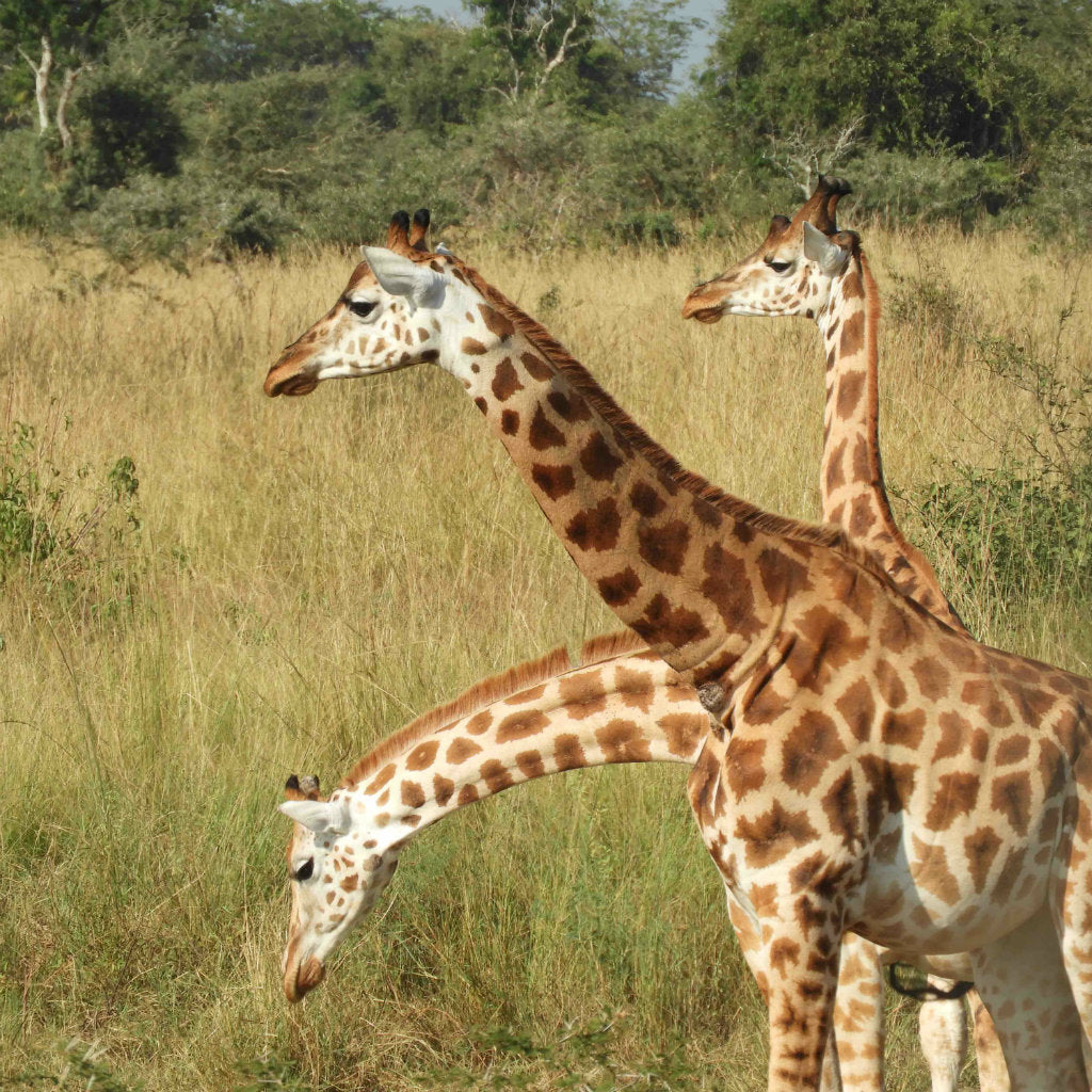 Uganda Tote (by Liz Powell)